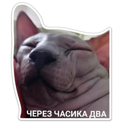 Стикер f540470e_e169_4033_ad6f_df43131a778f_by_sticat_bot - 1