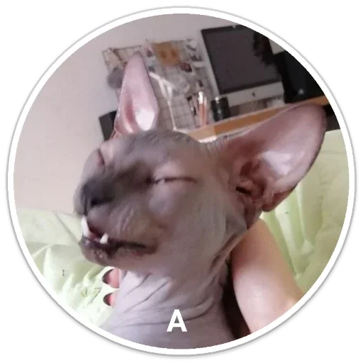 Sticker f540470e_e169_4033_ad6f_df43131a778f_by_sticat_bot - 1