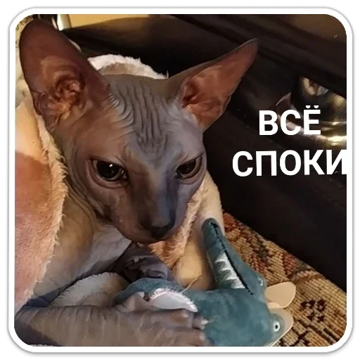 Sticker f540470e_e169_4033_ad6f_df43131a778f_by_sticat_bot - 1