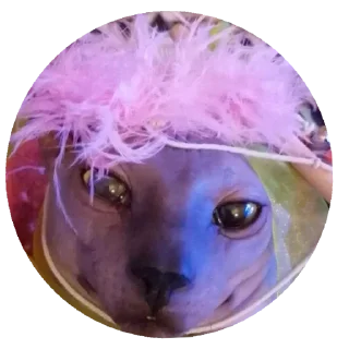 Стикер Mr. Hayao Xiao Mao by @sticat_app - 5