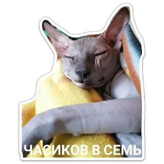 Стикер Mr. Hayao Xiao Mao by @sticat_app - 3