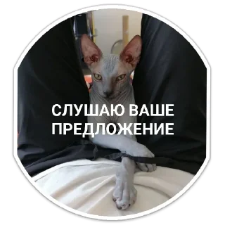 Стикер Mr. Hayao Xiao Mao by @sticat_app - 8