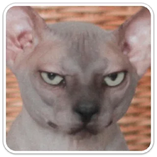 Стикер Mr. Hayao Xiao Mao by @sticat_app - 10