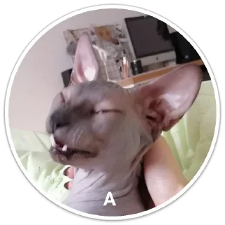 Стикер Mr. Hayao Xiao Mao by @sticat_app - 2