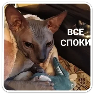 Стикер Mr. Hayao Xiao Mao by @sticat_app - 0