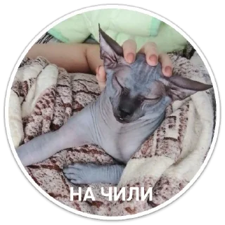 Стикер Mr. Hayao Xiao Mao by @sticat_app - 7