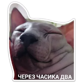 Стикер Mr. Hayao Xiao Mao by @sticat_app - 4