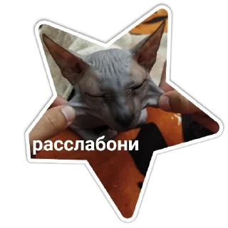 Стикер Mr. Hayao Xiao Mao by @sticat_app - 1