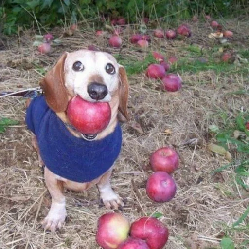 Стикеры для даунов - 