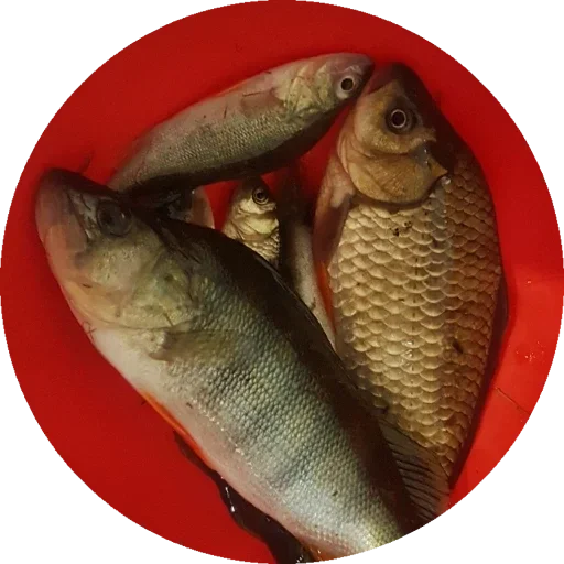 Sticker f945fb67_7e90_4f66_98e4_875458699d77_by_sticat_bot - 1