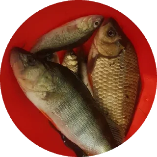 Стикер гроздь - 0