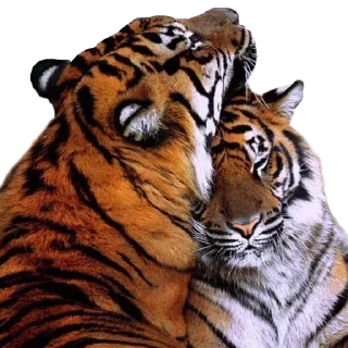 Sticker Больше стиков тут: @stikery4 - 8