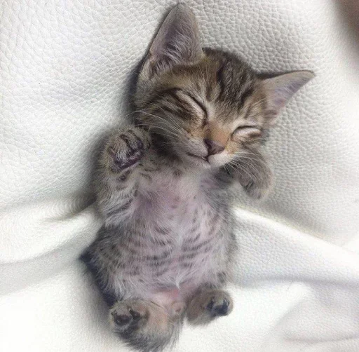 Sticker fBJMcHasze_by_stealerstickerbot - 1