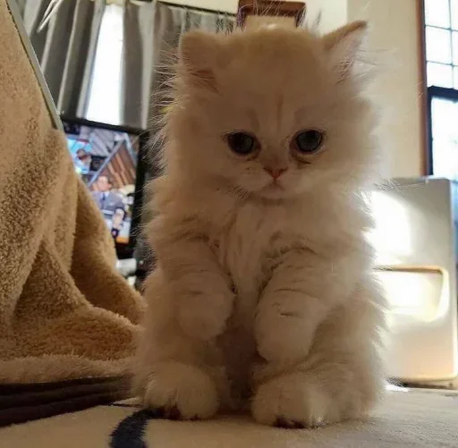 Sticker fBJMcHasze_by_stealerstickerbot - 1