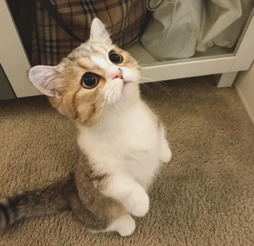 Sticker fBJMcHasze_by_stealerstickerbot - 1