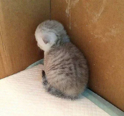 Sticker fBJMcHasze_by_stealerstickerbot - 1