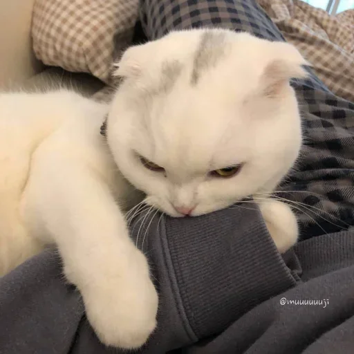 Sticker fBJMcHasze_by_stealerstickerbot - 1