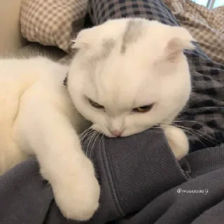 Стикер Самые ах*енные стикеры - @AniPics_bot - 1