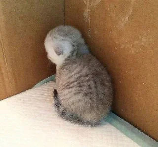 Стикер Самые ах*енные стикеры - @AniPics_bot - 3