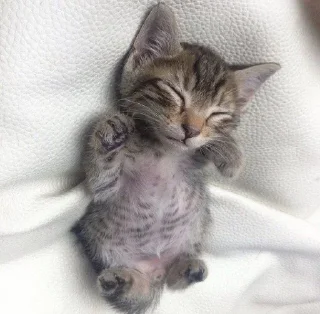 Стикер Самые ах*енные стикеры - @AniPics_bot - 11