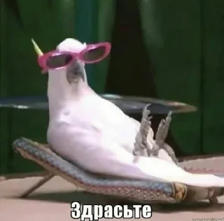 Стикер Больше стикеров: @sticerru - 10