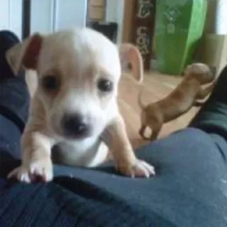 Sticker Больше стикеров: @sticerru - 4