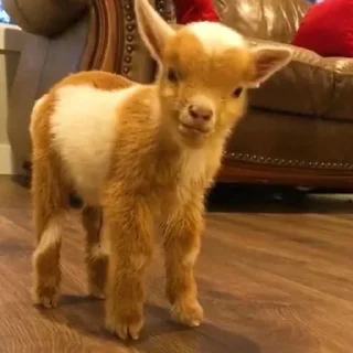 Sticker Больше стикеров: @sticerru - 10