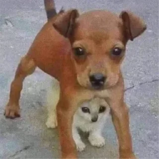 Sticker Больше стикеров: @sticerru - 6