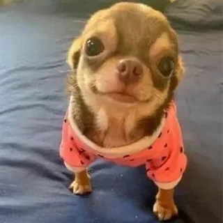 Sticker Больше стикеров: @sticerru - 5