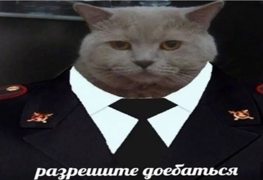 collar small to medium-sized cats mammal