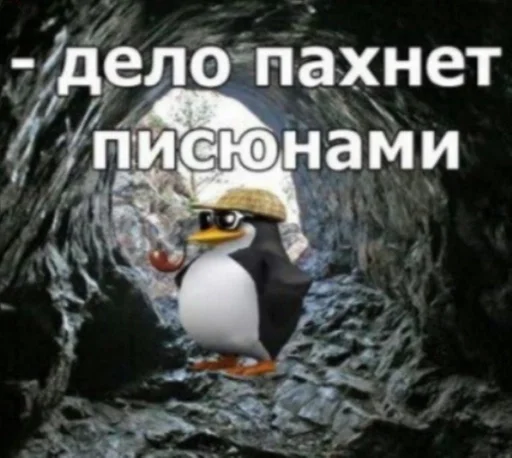 animal aquatic bird bird