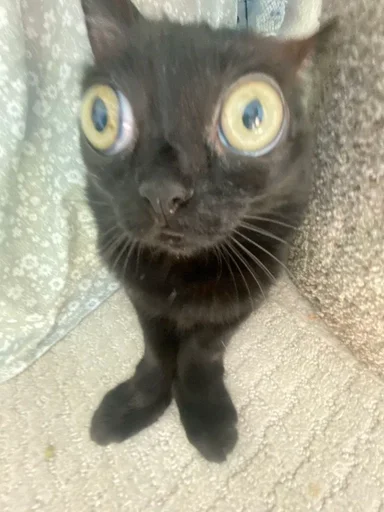 animal cat domestic cat