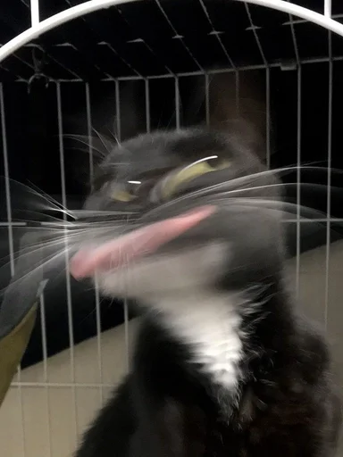 felidae small to medium-sized cats whiskers