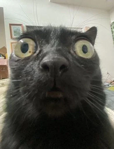 animal mammal small to medium-sized cats