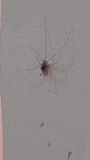 животное насекомое беспозвоночный