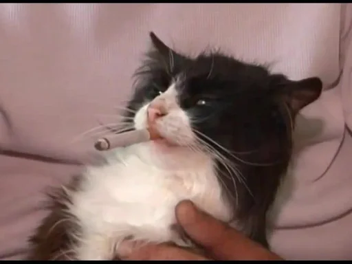 Sticker Favorite stickers by @fStikBot - 10