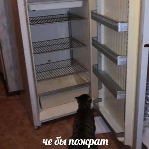 комнатный кошка животное