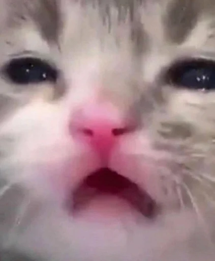 млекопитающее животное кошка