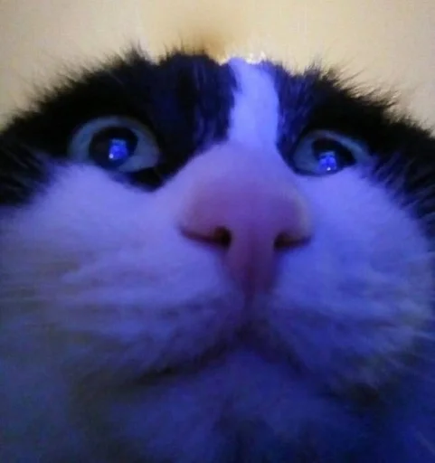 млекопитающее животное кошка