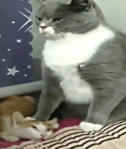 кошка животное домашняя кошка