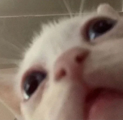 млекопитающее животное кошки малого и среднего размера