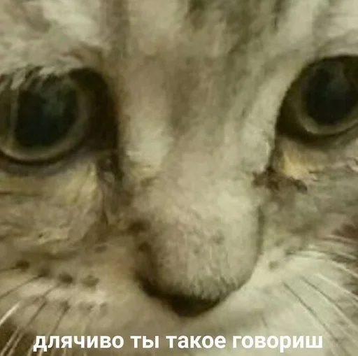 животное млекопитающее кошка