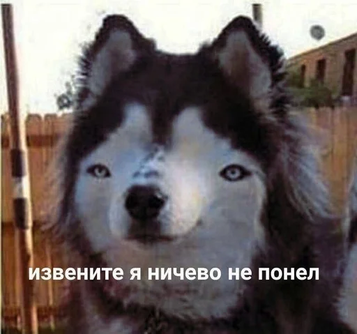 животное млекопитающее домашнее животное