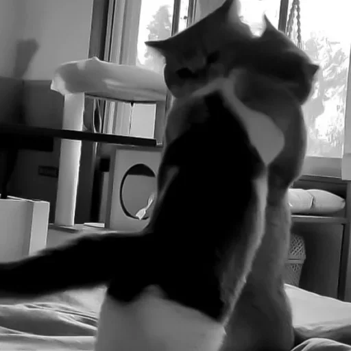 комнатный кошки малого и среднего размера кошка