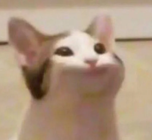 животное млекопитающее кошка