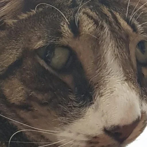 животное млекопитающее кошка