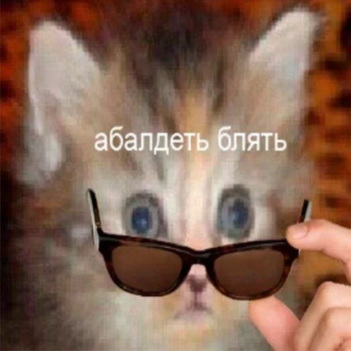cat eyewear kitten