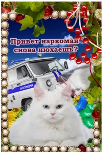 транспортное средство наземный автомобиль кошки малого и среднего размера