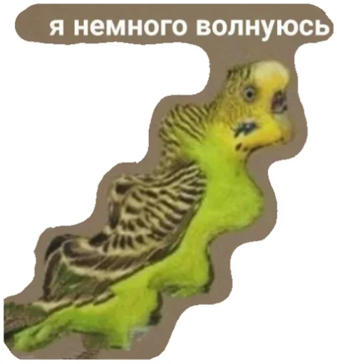 животное попугай СМС