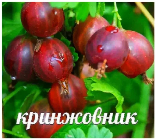 фрукт плодовое дерево ягода